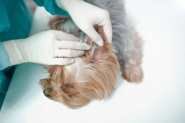 Lateks eldivenli bir veteriner köpeği inceliyor.