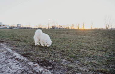 Köpek gün batımında şehirle birlikte çayırda dinlenirken sevimli. 