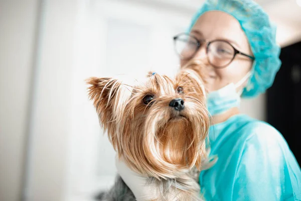 Veterinário Feminino Uniforme Com Yorkshire Terrier Cão — Fotografia de Stock