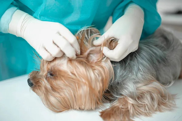 Imagem Recortada Veterinário Luvas Látex Examinar Cão — Fotografia de Stock