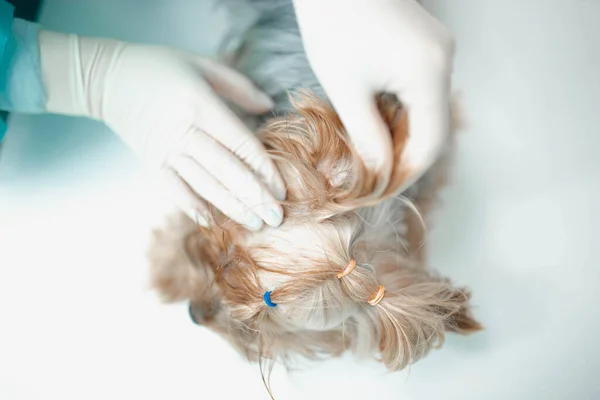 Imagem Recortada Veterinário Luvas Látex Examinar Cão — Fotografia de Stock