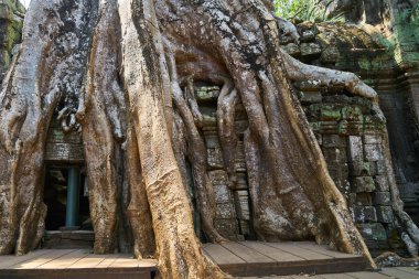Angkor Wat Tapınağı ve ağaçlar