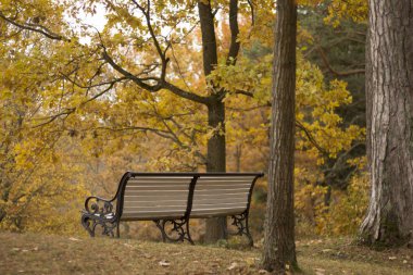 Estonya Toila sonbahar park