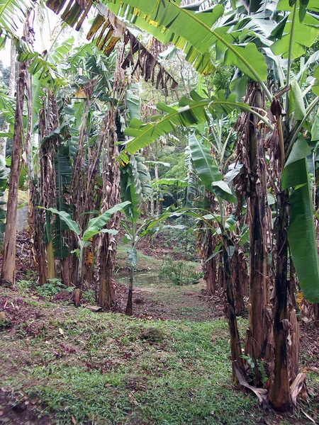 Floresta subtropical no Brasil — Fotografia de Stock