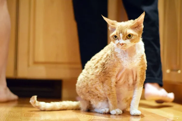 Кот по кличке Рекс — стоковое фото