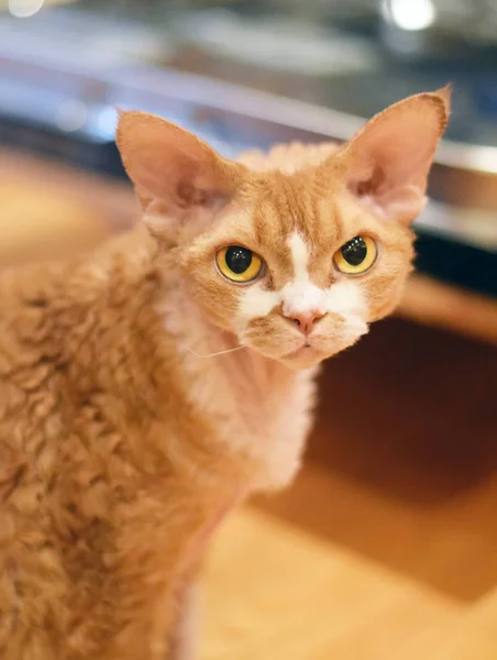 Кот по кличке Рекс — стоковое фото