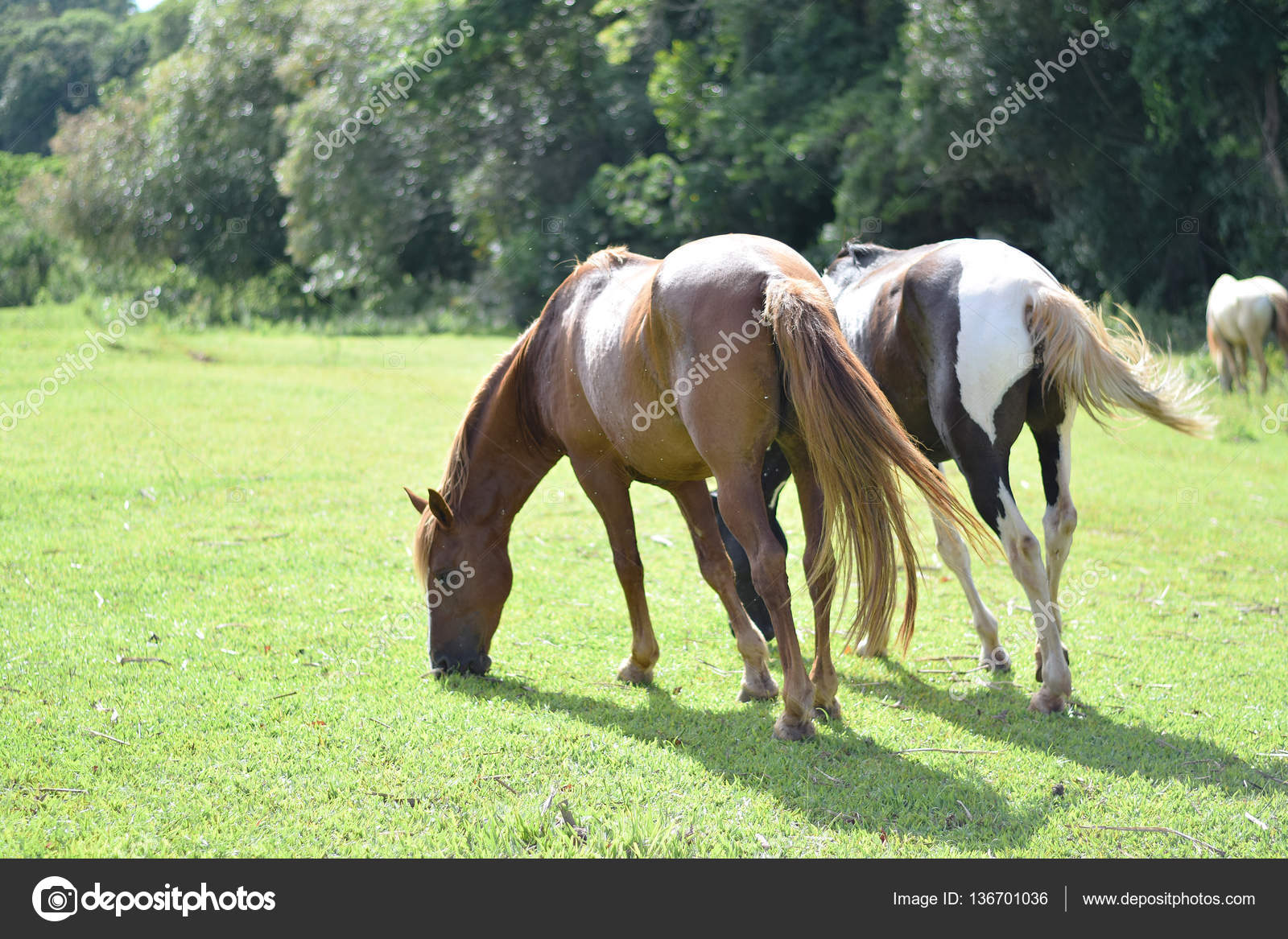 Schone Pferde Auf Einem Bauernhof Stockfoto C Cabecademarmore