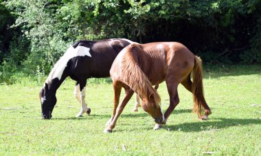 bir çiftlikte güzel atlar