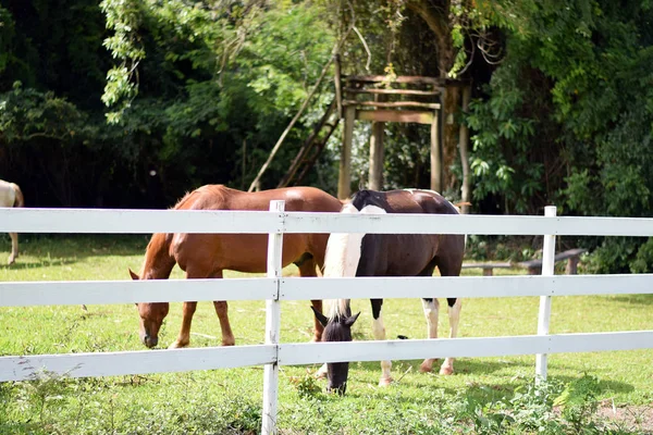 Beaux chevaux sur une ferme — Photo