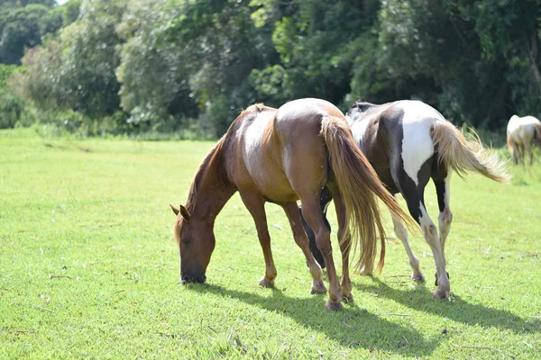 Beaux chevaux sur une ferme — Photo