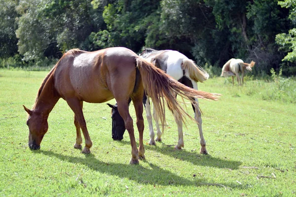 Beaux chevaux sur une ferme — Photo