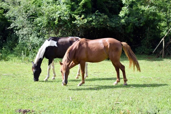 Beaux chevaux sur une ferme — Photo