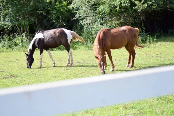 Beaux chevaux sur une ferme — Photo