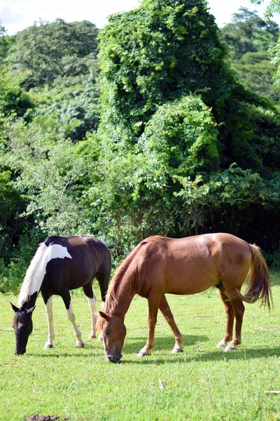 Beaux chevaux sur une ferme — Photo