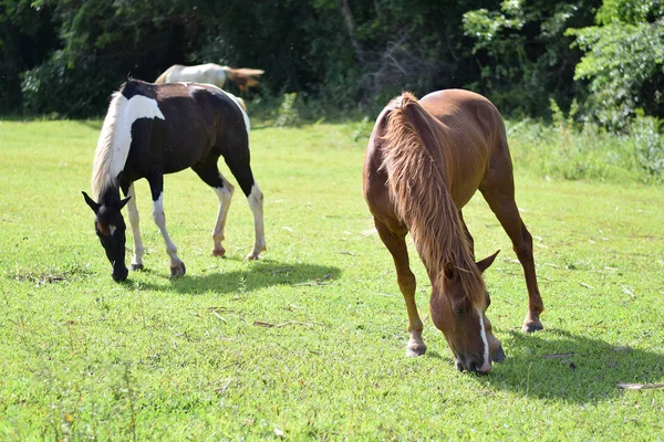 Beaux chevaux sur une ferme — Photo