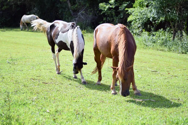 bir çiftlikte güzel atlar