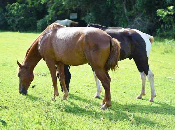 bir çiftlikte güzel atlar