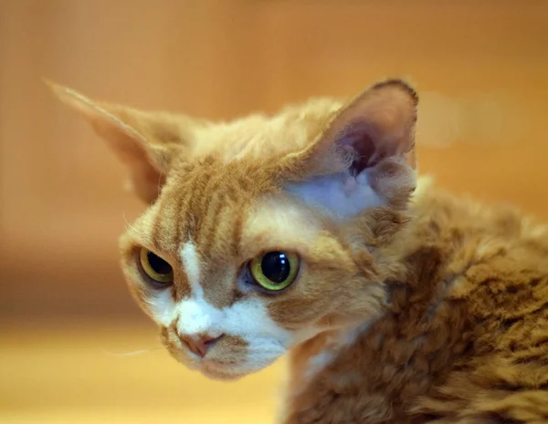 Bellissimo ritratto del gatto Devon Rex — Foto Stock