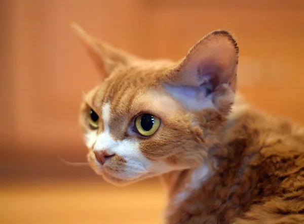 Красивый портрет кота Девона Рекса — стоковое фото
