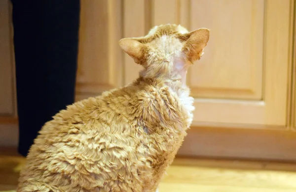 Bellissimo ritratto del gatto Devon Rex — Foto Stock