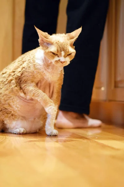 Belo retrato de Devon Rex gato — Fotografia de Stock