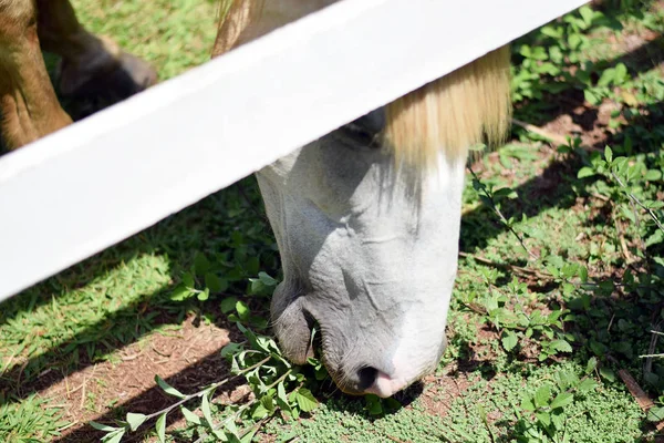 Beau cheval mangeant l'herbe — Photo