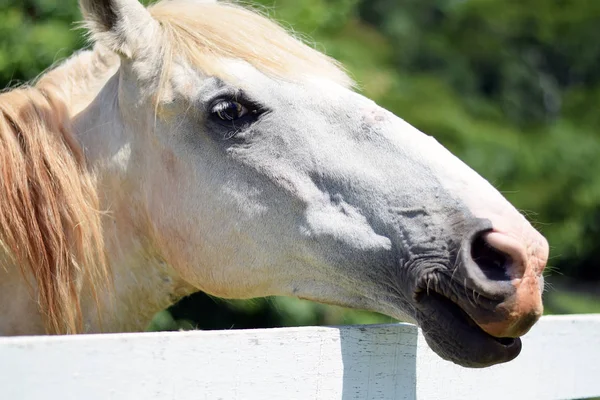 Plan de tête d'un beau cheval blanc — Photo