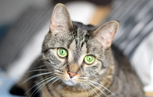 Портрет коричневой кошки — стоковое фото