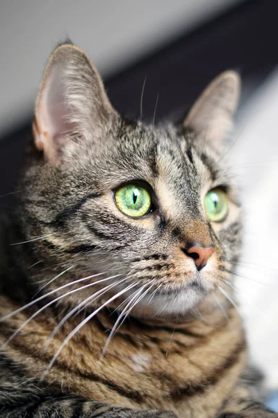 Портрет коричневой кошки — стоковое фото