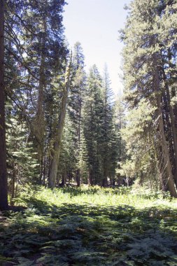 Ağaçlar, uçurumlar ve Yosemite dağlarda