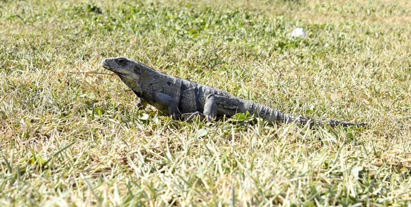 Iguana jaszczurka na ziemi w mieście Tulum — Zdjęcie stockowe