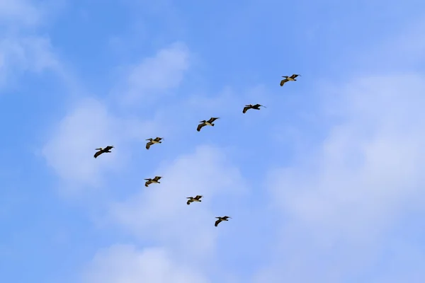 Vogels vliegen in V vorming in Tulum — Stockfoto