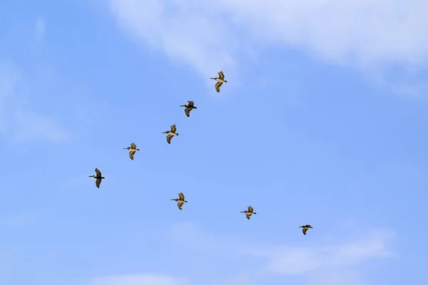 Fåglar som flyger i V formation i Tulum — Stockfoto