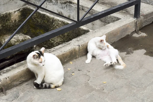 Herrelösa katter på gatan i Teneriffa — Stockfoto