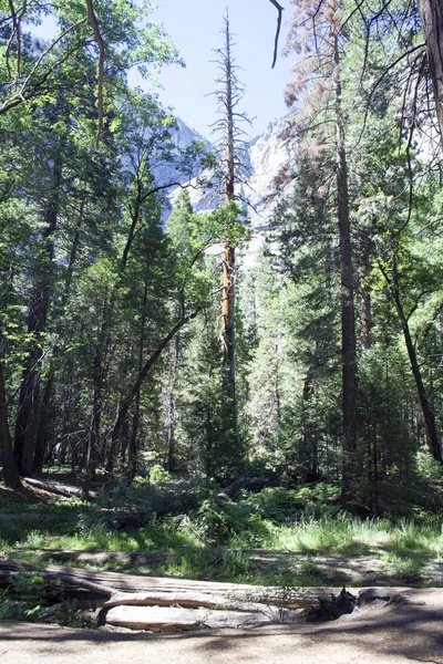 Vue sur les arbres, les falaises et les montagnes de Yosemite — Photo