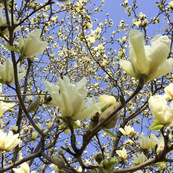 Μακροεντολή closeup άσπρο magnolia λουλούδια — Φωτογραφία Αρχείου