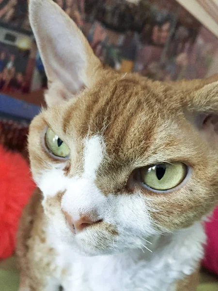 Effrayant et bizarre mais mignon devon rex — Photo