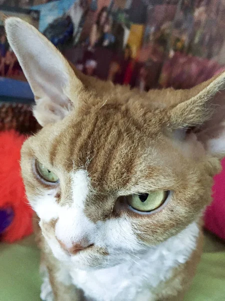 Raccapricciante e strano ma carino devon rex — Foto Stock