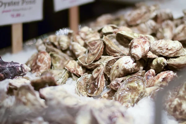 Oysters and shellfish on ice — Stock Photo, Image