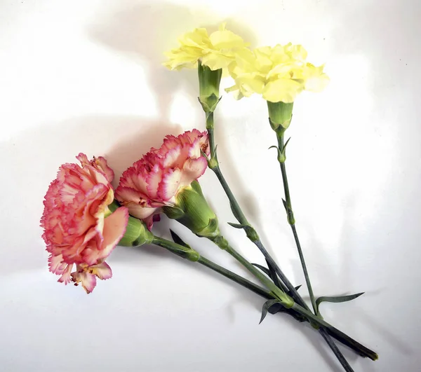 Pink and yellow carnation flowers isolated white background