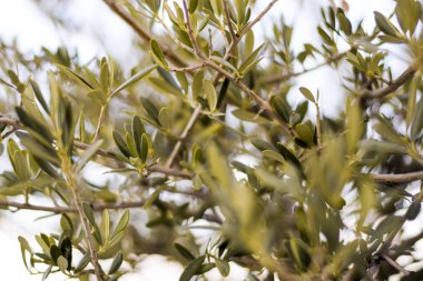 Bir zeytin ağacı yaprakları ile göster