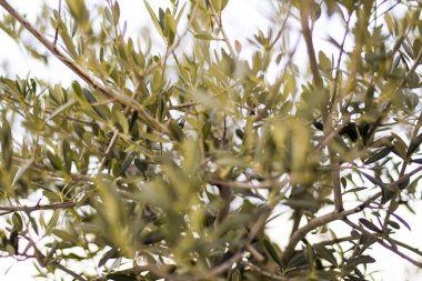 Bir zeytin ağacı yaprakları ile göster