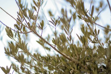 Bir zeytin ağacı yaprakları ile göster