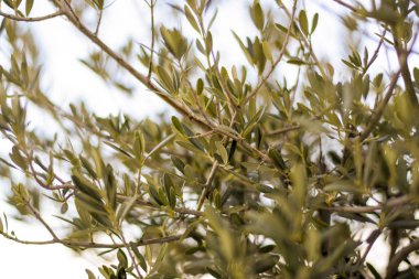 Bir zeytin ağacı yaprakları ile göster