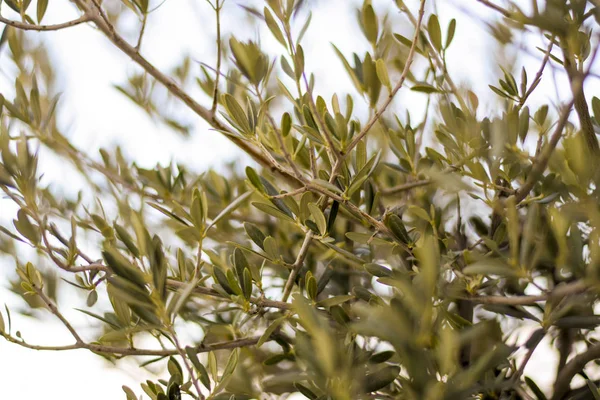 Visa genom bladen av ett olivträd — Stockfoto