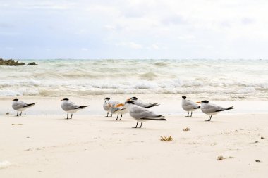 Bir tropik sahilde tepeli sumru kuşlar sürüsü