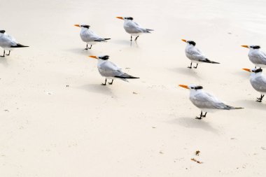 Flock of crested tern birds on a tropical beach clipart