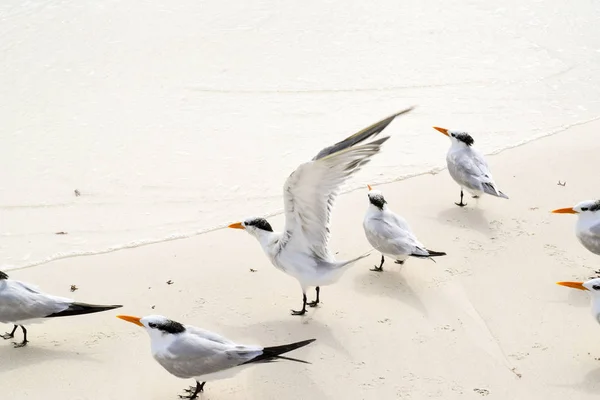 Manada Aves Cresta Una Playa Tropical — Foto de Stock