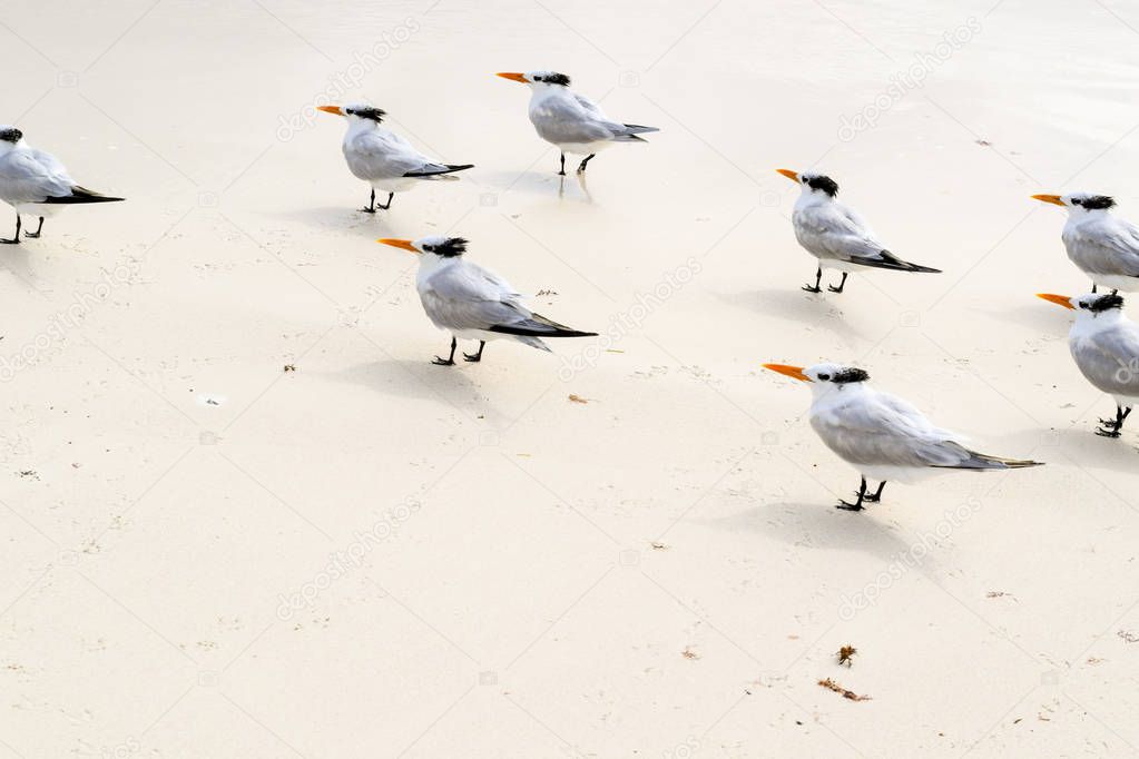 Flock of crested tern birds on a tropical beach