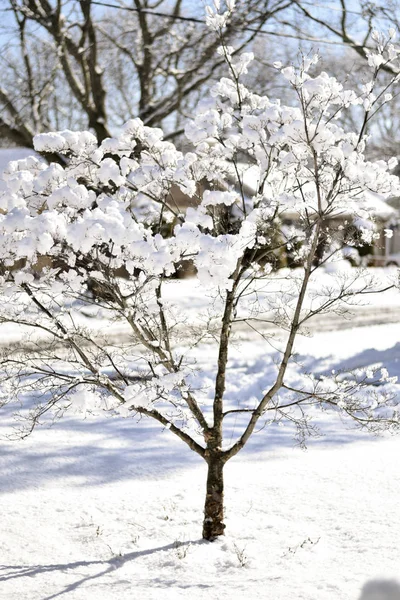 Snow covered dogwood tree in yard during winter